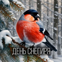 День снегиря.